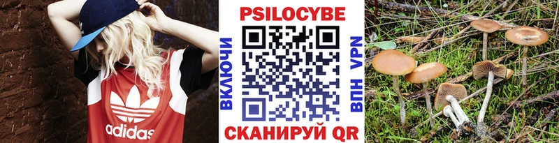 Псилоцибиновые грибы мицелий Цимлянск